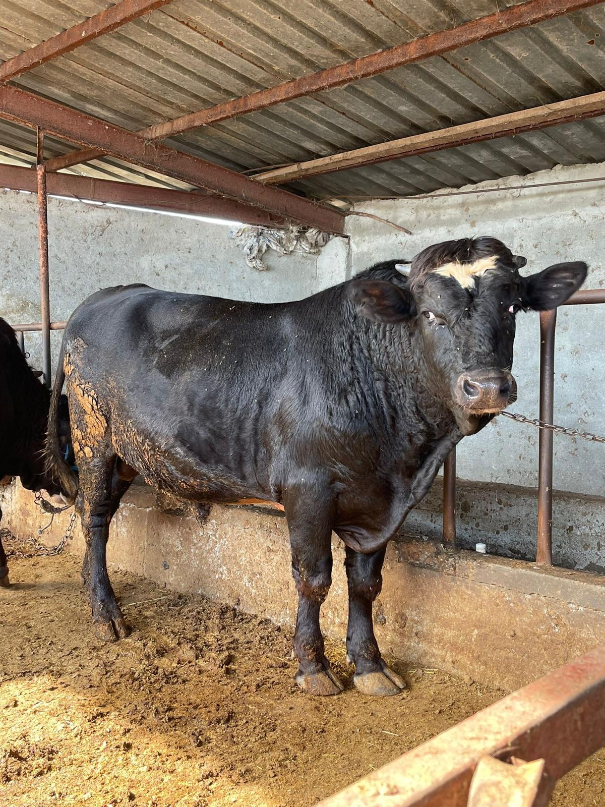 Resul Çiftlik Adaklık ve Kurbanlık